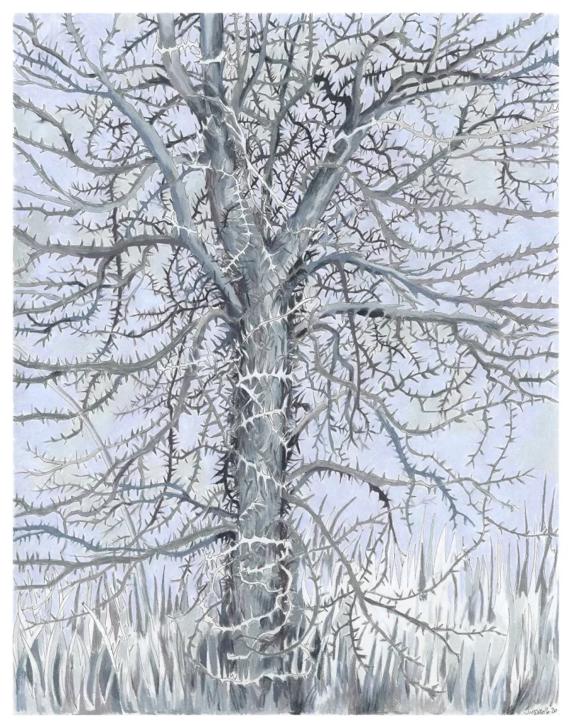 Honey Locust Tree in Winter, by Jill Estelle
